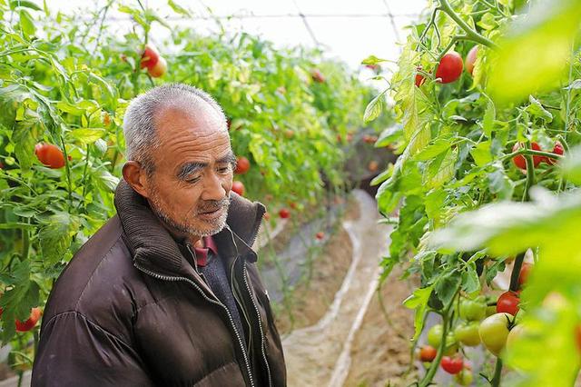 潼关大棚西红柿陆续成熟大量滞销 一斤一块多