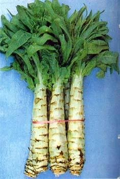 江苏莴苣叶和广东莙荙菜 发现微量放射性碘