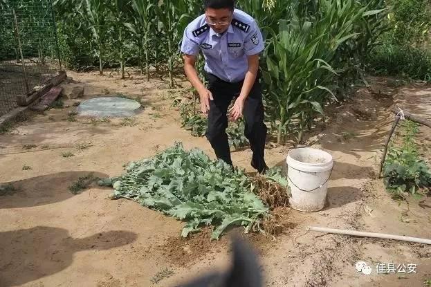 佳县近日查处3起种植罂粟原植物违法行为