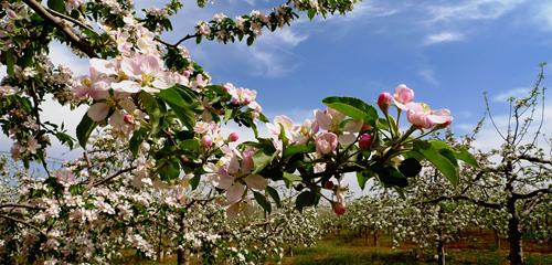 又是一年春意浓 畅游洛川50万亩苹果大花园