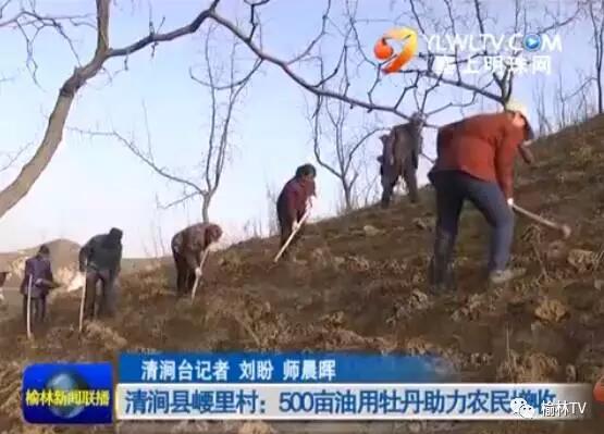 佳县5年建设牡丹基地10万亩 年产牡丹油1000吨