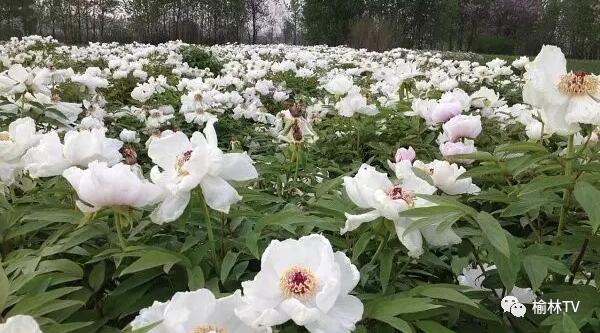 佳县5年建设牡丹基地10万亩 年产牡丹油1000吨