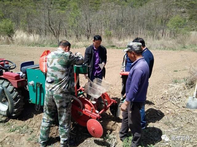 黄龙建立千亩高粱种植基地 目前长势良好