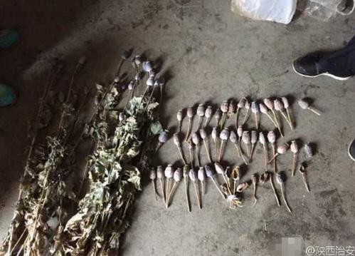 安康一农户种植罂粟被查 家里还私藏炸药导火索_大秦网_腾讯网