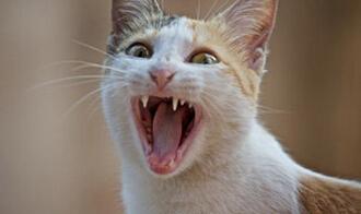 【谝闲传】娃是无辜的,偷情请自重