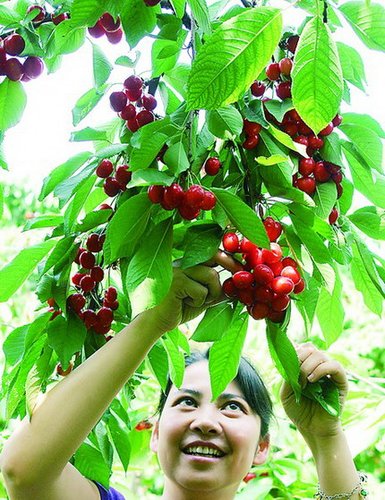 采摘地:西安灞桥樱桃谷旅游区从西安往东走,位于白鹿塬北坡的樱桃谷