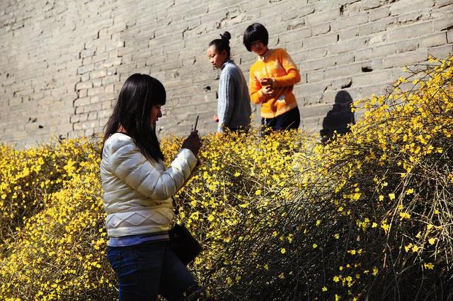 迎春花开春天到 西安昨天最高温18.4℃(图)