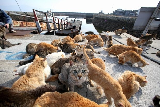 探访日本"猫岛" 猫咪的幸福生活