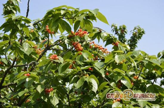 陕西各地樱桃采摘指南 五一小长假去摘樱桃吧 陕西各地樱桃采摘指南 五一小长假去摘樱桃吧