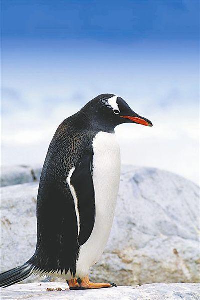 南极旅游渐成新宠 去观赏企鹅参观科考站