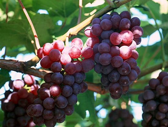 吃葡萄不吐葡萄皮是最正确的