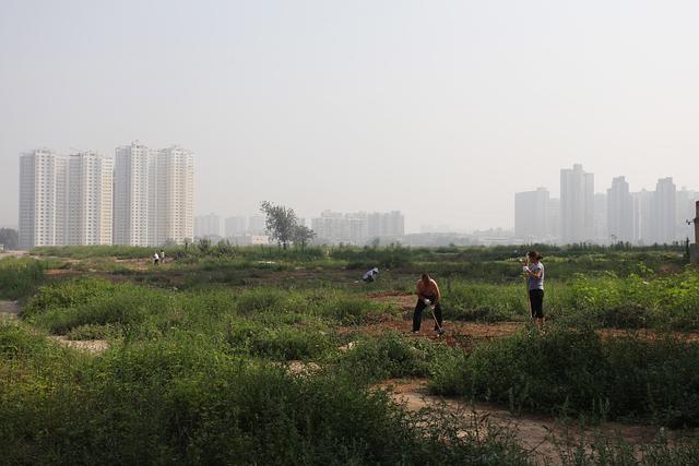 市民在城市荒地种油菜 星星点点成花海