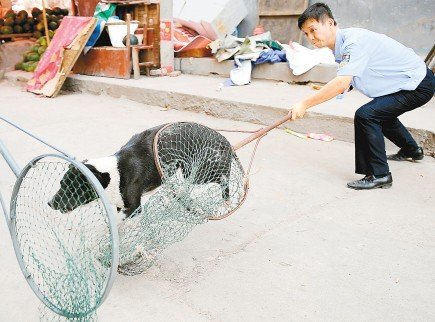 手持捕犬网开收犬车民警城中村围捕流浪犬