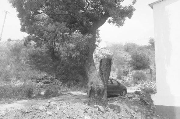 黄陵一村民为修房子致300年国槐古树被“截肢”