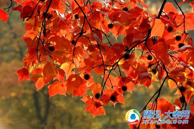 2017父亲美榆阳杏树文皓旅游秋冬令系列活触动皓日展触动