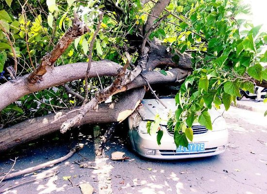 路树砸车 大树砸车保险怎么理赔