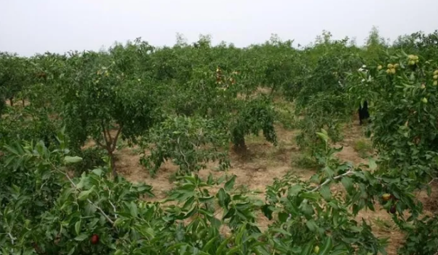 延川原野养殖合作社 贫困户3个猪崽一股纯利润