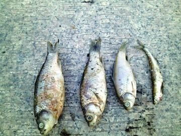 上海河道3天打捞出五六百斤死鱼水质仍达标