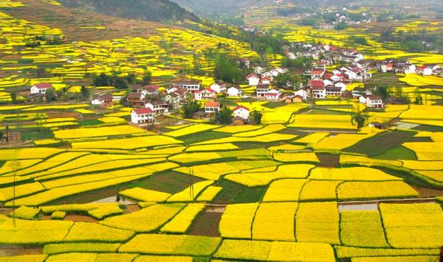 最美油菜花海汉中旅游文化节18日启动 经典线路公布