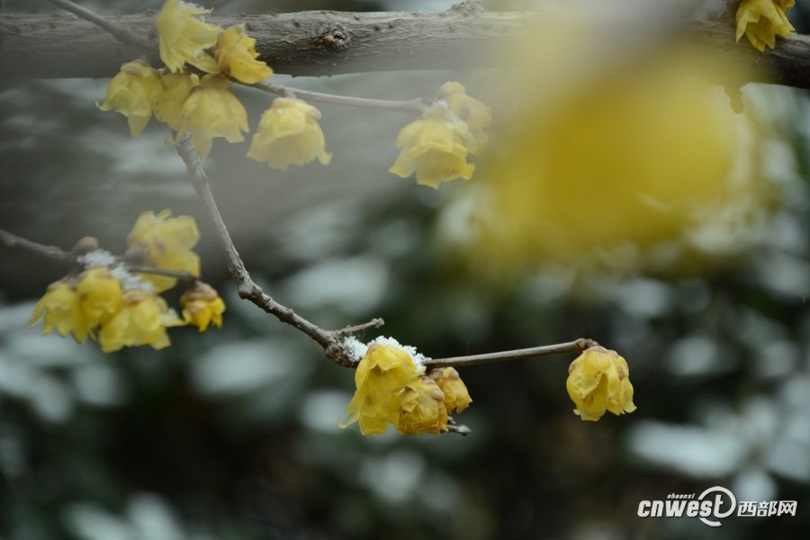 洁白的雪花像什么比喻-洁白的雪花像什么似的