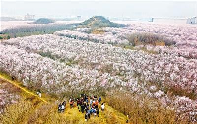 大府井村山桃花海等你来