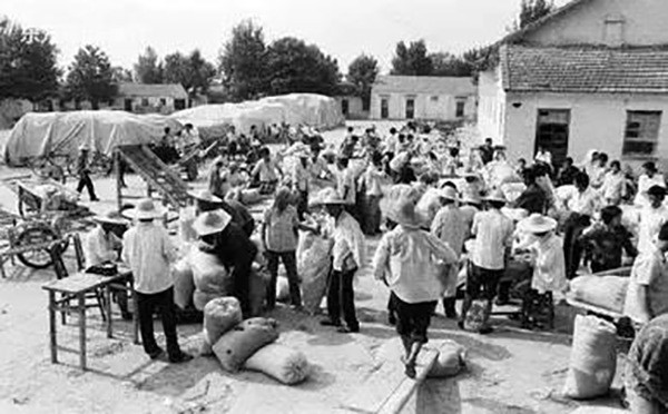 芒种麦飘香 异乡陕西娃的割麦记忆