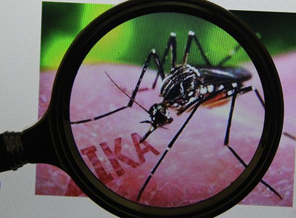 北京疾控:尚未发现寨卡病毒传播媒介埃及伊蚊