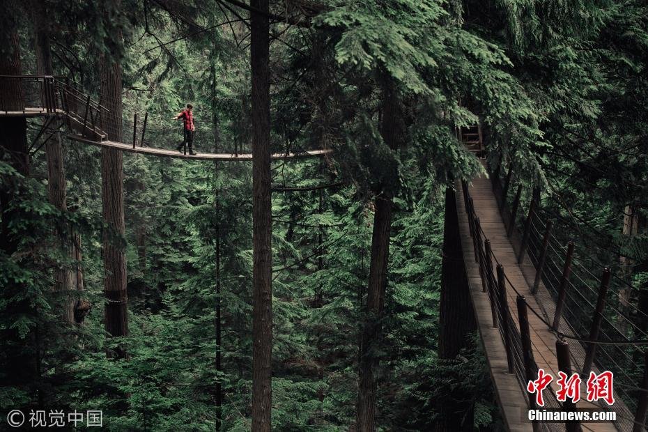加拿大"惊悚吊桥"悬挂高空森林环绕