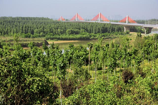 高陵区召开“花卉苗木产业+森林高陵”现场推进会