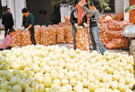 <em>阎良</em>关山甜瓜采摘_腾讯大秦网