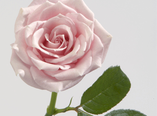 要注意,下面我们了解一下月经推迟5天还没来的