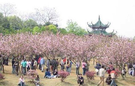 翰林樱花讯 湖科大春天的盛会_频道-湘潭