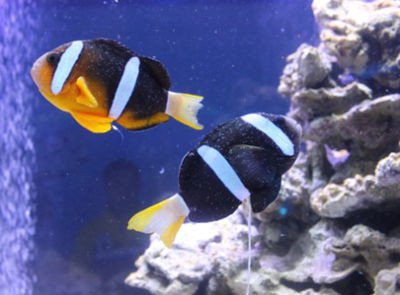 中央一品海洋生物科普展之海洋生物简介(三)_