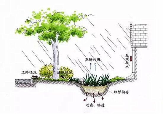 襄阳市建立首个雨水花园 _频道-襄阳
