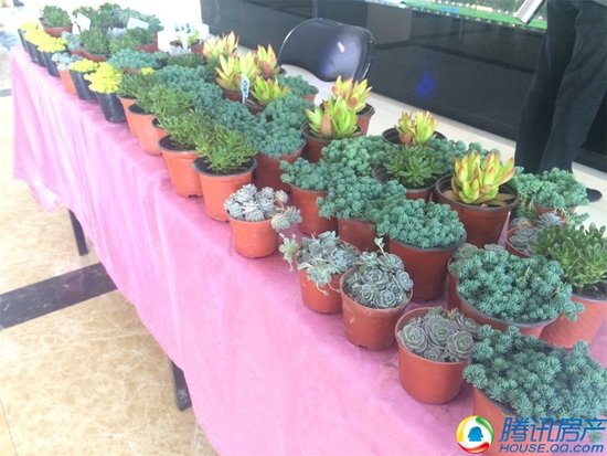 点亮一城春色!万新·莱茵半岛认领春天全城送