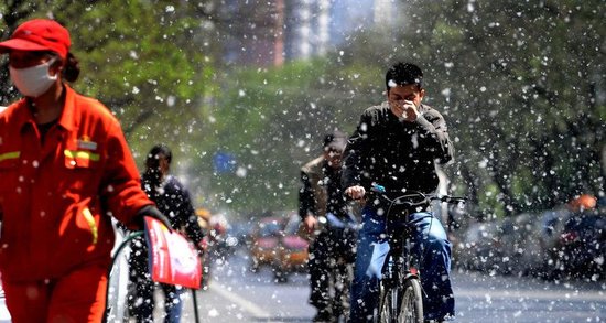 杨絮渐欲迷人眼 何处奢享五月天_频道-徐州_腾讯网