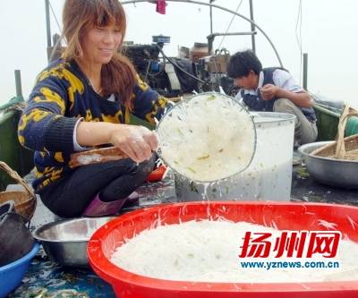 银鱼和梅鲚昨凌晨起捕捞 扬州本地吃的多是小