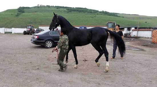 汗血宝马已从内蒙古草原启程 专业团队全程护送_房产宜昌站_腾讯网