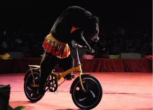 春暖花开去哪儿?当然皇家马戏啊!_频道-岳阳