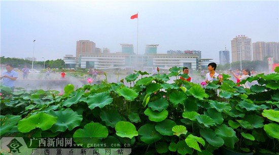 贵港市第二届荷花展会场布置抢先看_频道-玉林