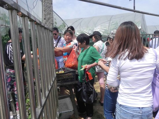 恩教师·欢乐采摘节 活动满载而归_频道-镇江