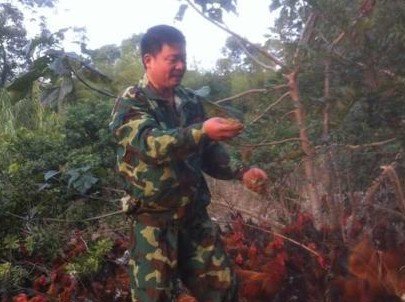 浙江温岭农民办中草药养殖场 提炼鸽子粪喂猪