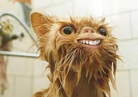 血和泪的经验 如何让猫咪爱上洗澡