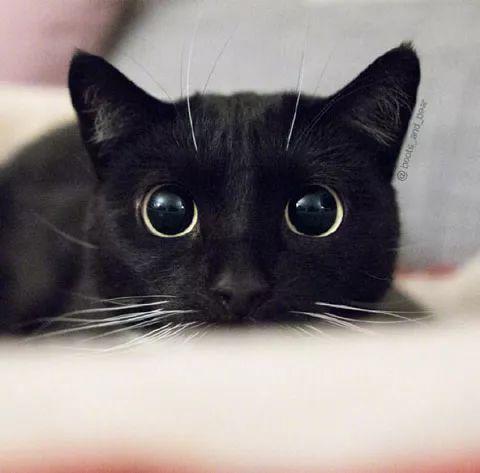 养一只纯黑猫和半黑猫是怎样的体验？简直太漂亮了