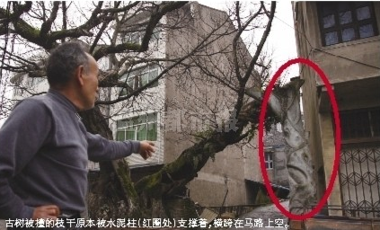 温州一货车司机开车刮擦一棵大树 遭索赔21万元