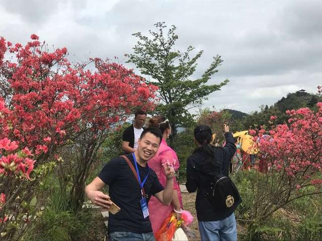 万亩杜鹃约你来 花乡磐安第五届杜鹃花节开幕