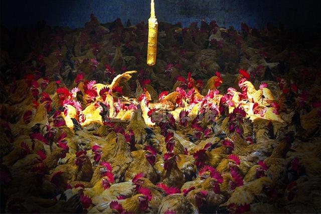 密密麻麻挤满了鸡鸭 温州厂房变活禽交易市场