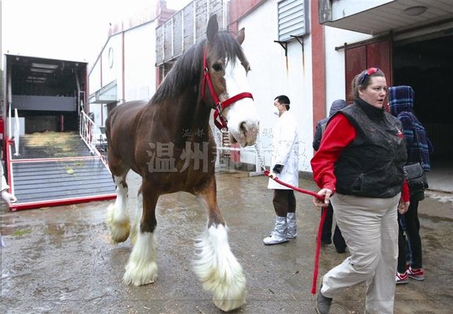 我是穿雪地靴的萌马 我叫克莱兹代尔马