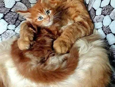 看看自家小猫咪再看看它爸爸 真的是它亲生的?