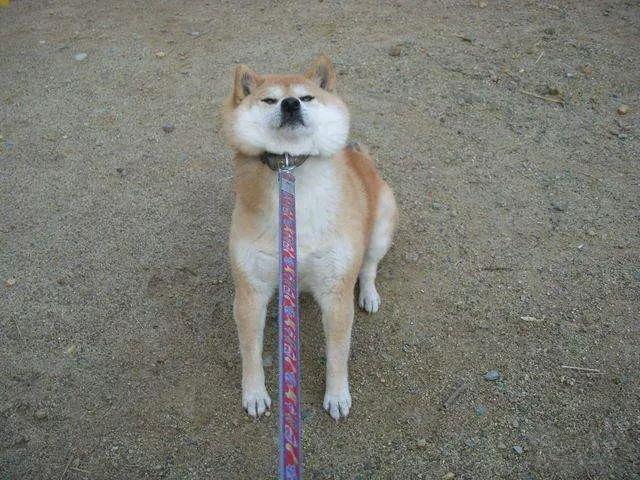 你的狗该遛多久?主要看体重